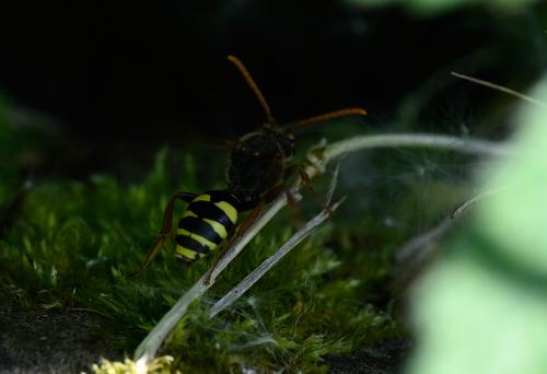 Marsham's Nomad Bee, Heene Cemetery, late-April 2025.