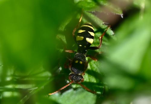 Marsham's Nomad Bee, Heene Cemetery, late-April 2025.