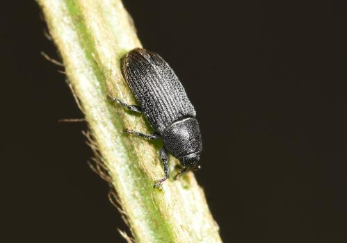 This small weevil - about 3.5 mm in length - was photographed on Ribwort Plantain, one of its favourite food sources.