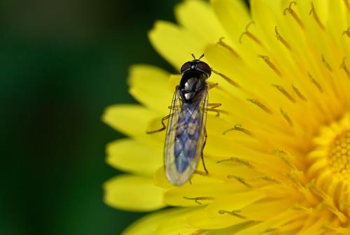 Female Melanostoma scalare, Heene Cemetery, early April 2025.