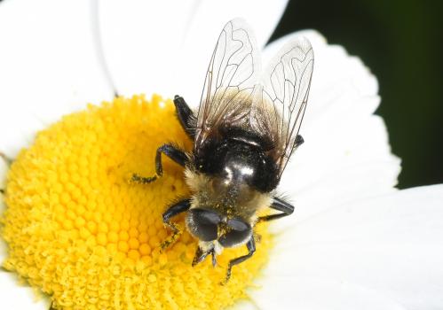 Merodon equestris appears in a variety of colours, enabling it to mimic different bumblebees. 