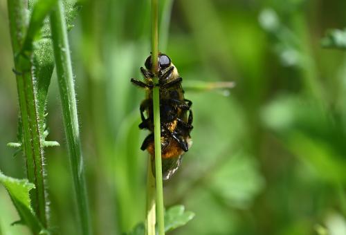 This photograph shows two Merodon equestris hoverflies mating.