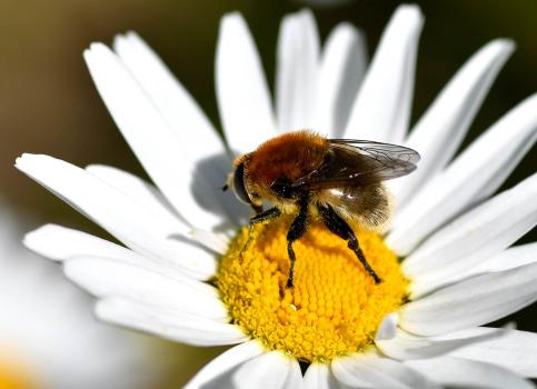 The Narcissus Bulb Fly is easily mistaken for a small bumblebee but, on looking closer, you can tell the difference.