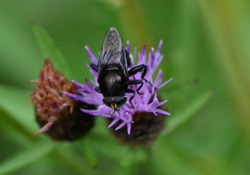 The Narcissus Bulb Fly is a hoverfly that mimics bumblebees.