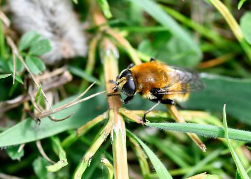 Merodon equestris (Narcissus Bulb Fly) appears in a variety of colours, enabling it to mimic different bumblebees. 