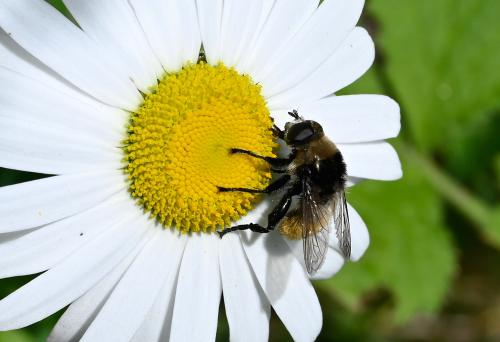 Merodon equestris (Narcissus Bulb Fly) appears in a variety of colours, enabling it to mimic different bumblebees. (May 2025.)