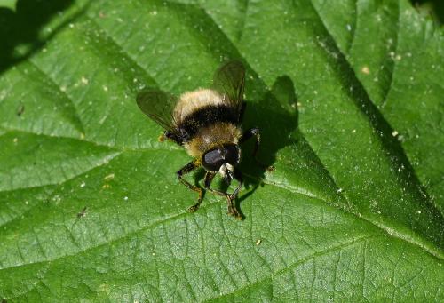Merodon equestris (Narcissus Bulb Fly) appears in a variety of colours, enabling it to mimic different bumblebees. 