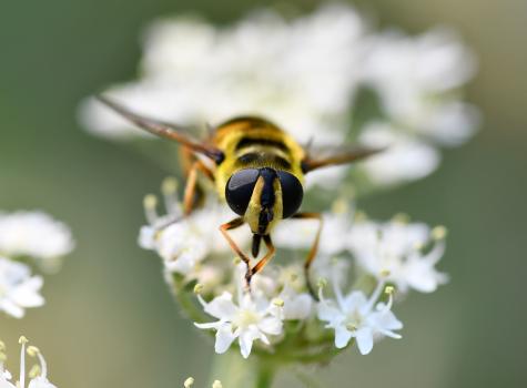  The common English name ‘Batman Hoverfly’ is due to the pattern on this hoverfly's thorax.
