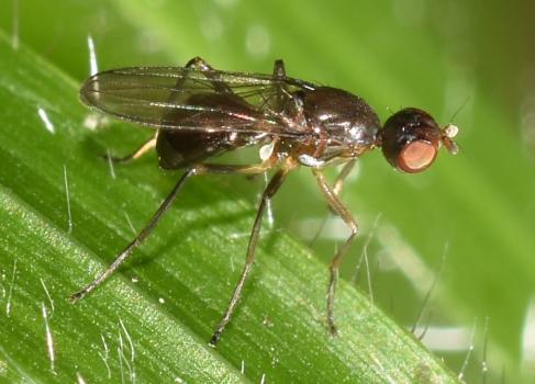 Ensign flies are named for their habit of running around while waving their wings.