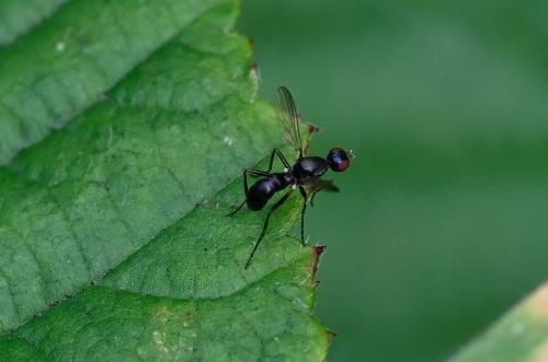 Nemopoda nitidula, Heene Cemetery, late July 2025.