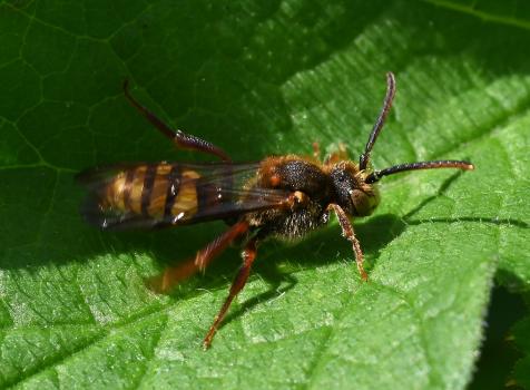 Lathbury's Nomad Bees are small (7 to 9 mm forewing length), with black, yellow and reddish-brown markings. This individual was photographed in the cemetery at the end of April.