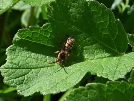 Lathbury's Nomad Bees are small (7 to 9 mm forewing length), with black, yellow and reddish-brown markings. This individual was photographed in the cemetery at the end of April.