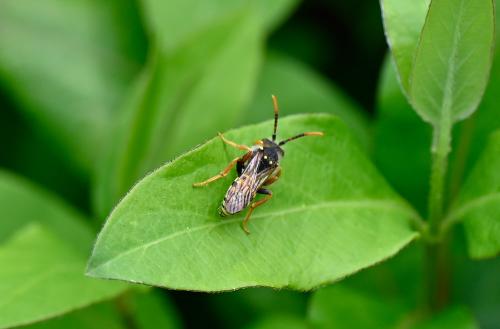 Large Nomad bee, undetermined species, mid-April 2025.