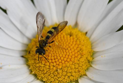 The Ornate Tailed Digger Wasp nests in sand burrows and occasionally in heavier soils in grassland.