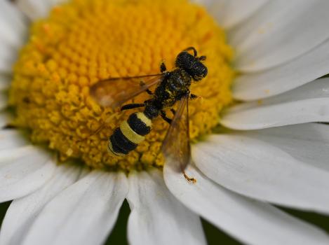 This small wasp measures between 8 and 12 millimetres in length, males typically being smaller than this.