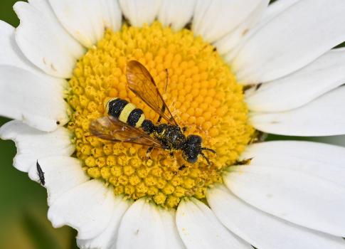 Ornate Tailed Digger Wasps have one brood a year and females hunt small and medium-size bees, stinging and paralysing their prey.