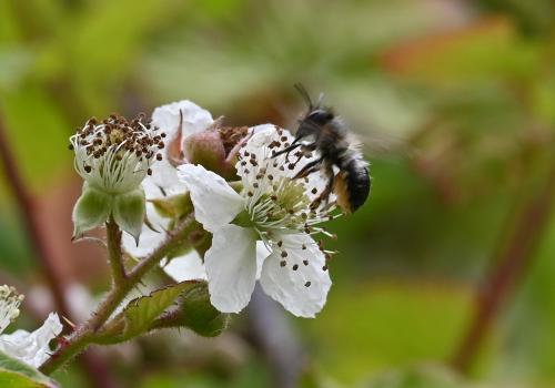 They favour fruit blossom (such as raspberry, plum, pear, apple and bramble).