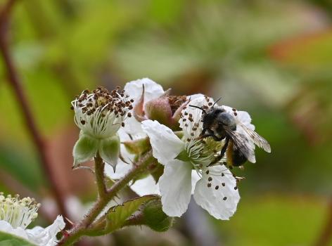 These bees search for pre-existing nest cavities (in plant stems, bricks or fence posts), lining them with mud.