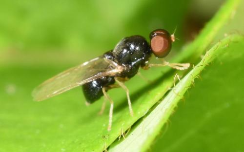 This male Pachygaster leachii was seen on 30th July 2024.