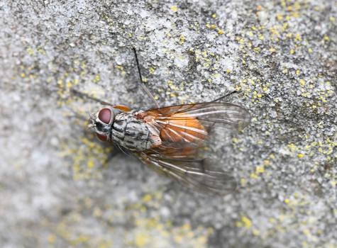 This common orange-coloured housefly reproduces several times a year. Larvae overwinter.