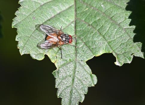 There's a slight bulge on the outer wing which is characteristic of this species, as are its two pairs of 'pre-sutural acrostichal bristles'