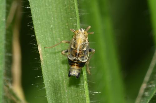 These tiny (3mm to 4mm in length) planthoppers are found in grassland across England, being seen between May and September.