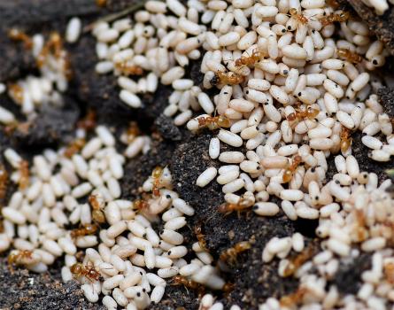 Red Ants tending to their eggs.