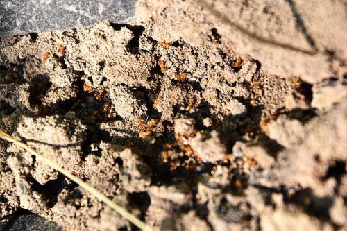 Red ants are active foragers, and more aggressive than black ants.
