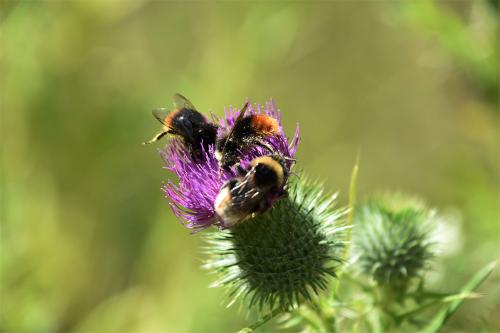 Quite distinctive of the Red-tailed Bumblebee are the jet-black body and red-orange tail, with black pollen baskets. 