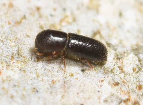 These creatures bore into sapwood, feeding mainly on ambrosia fungus. They are not well documented.