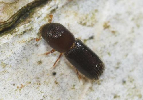 This very small weevil was seen on a Silver Birch tree.