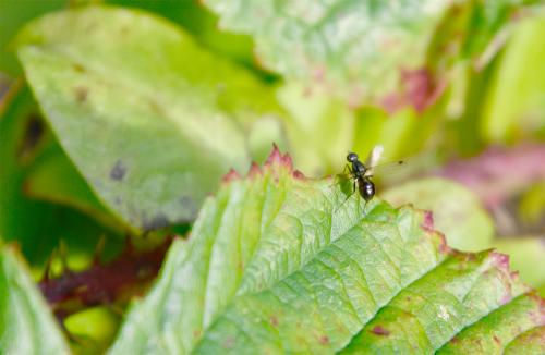 Ensign flies are tiny - about 3 millimetres long, and resemble ants.