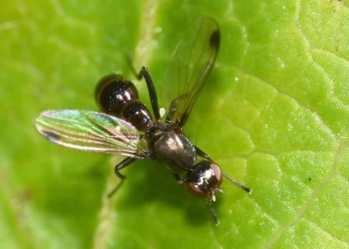 This ensign fly may well be Sepsis fulgens.
