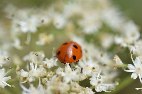 The Seven-spot Ladybird is an abundant species, with a steely blue larva.