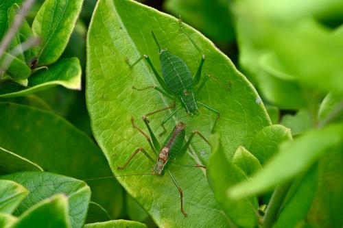 Male and female (the larger one) Speckled Bush-crickets, Heene Cemetery, early-August 2025.