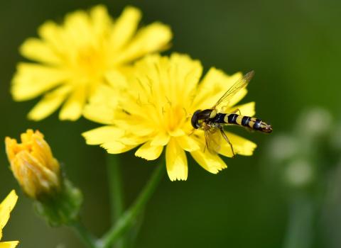 The Long Hoverfly is a small hoverfly with a body that is longer than its wings. Even so, its length is typically between 5 and 7 millimetres.
