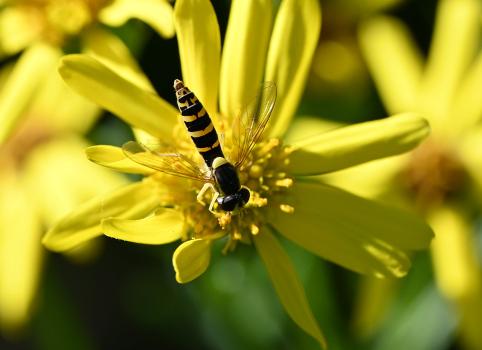 The arrangement of yellow and black bands down the length of its body makes it distinct from other hoverflies.