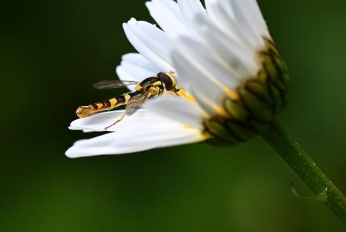 This graceful insect has slightly variable colouring, most notably in the yellow stripe on the side of its thorax.