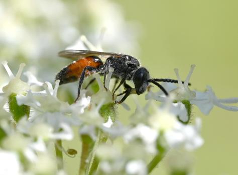 Blood bees are thought of as cuckoo bees, as females enter a host's nest, force open a cell, destroy the egg or grub within.