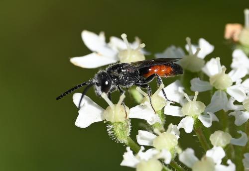 Blood bees are usually black and red. They are small or medium-sized bees that are cleptoparasitic of ground-nesting bees.