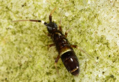 This tiny insect (about 4 millimetres in length) is large for a springtail - as the majority do not grow beyond 1 millimetre.