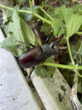 Stag Beetles are found in the south-east of England, but are scarce. In Britain, these beetles are a protected species.