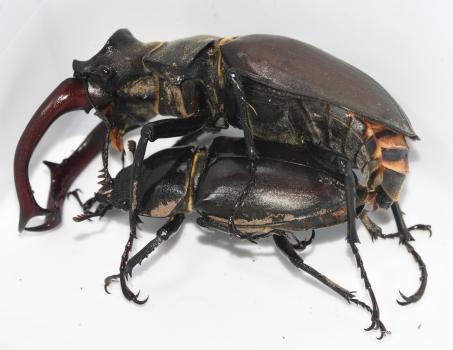 Copulating Stag Beetles, imported into the cemetery in June 2024.