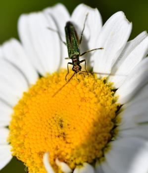 Female Swollen-thighed Beetles do not have swollen thighs, as can be seen here.