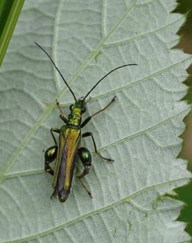 The Swollen-thighed Beetle is only 8 to 10 mm long, but its bulging thighs are unmistakable.