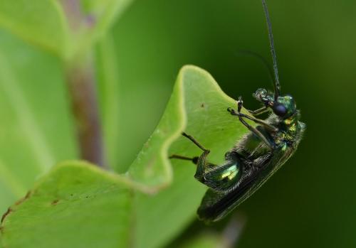 The Swollen-thighed Beetle is only 8 to 10 mm long, but its bulging thighs are unmistakable.