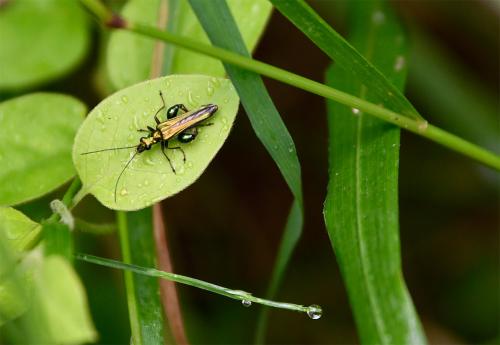 The Swollen-thighed Beetle is only 8 to 10 mm long, but its bulging thighs are unmistakable for the male.