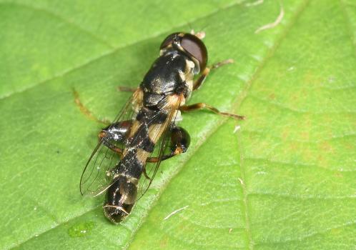 The abdominal markings of this Thick-legged hoverfly can be clearly seen in this photograph.