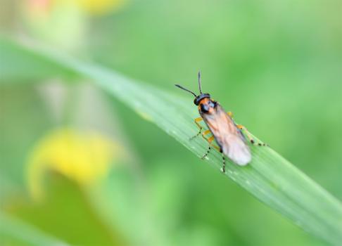 The Turnip Sawfly over-winters in its larval form below ground in southern England.
