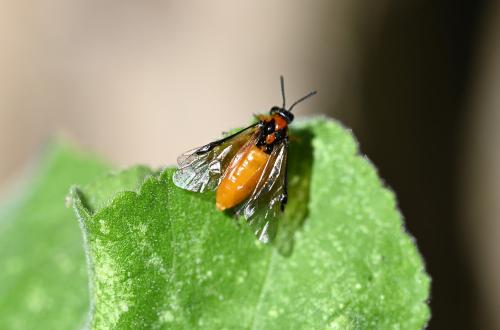 From above, the Turnip Sawfly's chequerboard appearance of four orange and black shapes behind the head becomes clear.